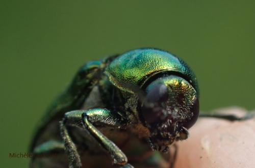 Cryptocephalus sp.